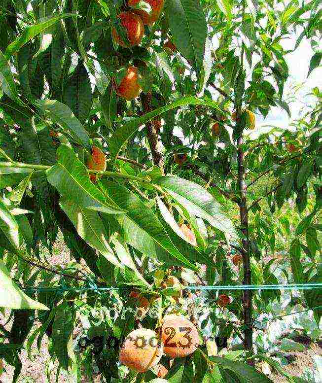 aling pagkakaiba-iba ng peach ang mas mahusay