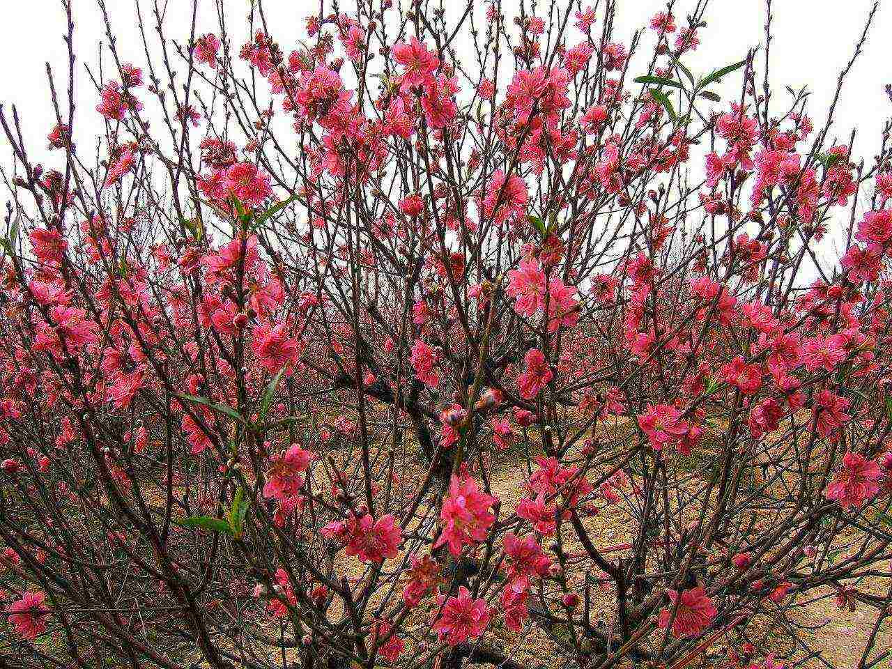 aling pagkakaiba-iba ng peach ang mas mahusay