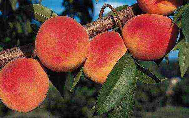 which variety of peach is better