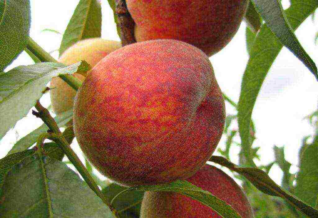 what sort of peaches can be grown in the suburbs