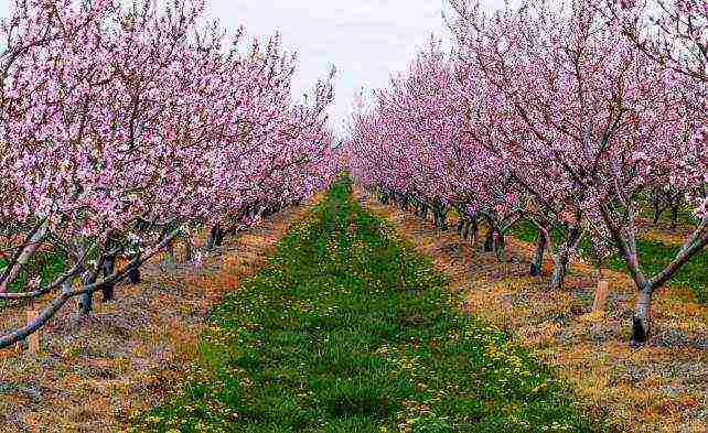 what sort of peaches can be grown in the suburbs