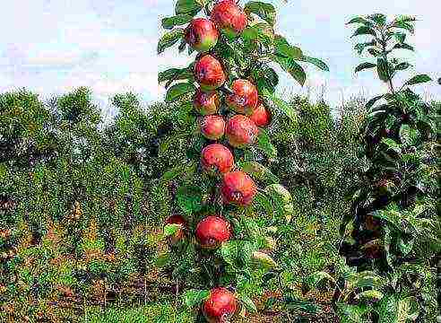 what sort of peaches can be grown in the suburbs