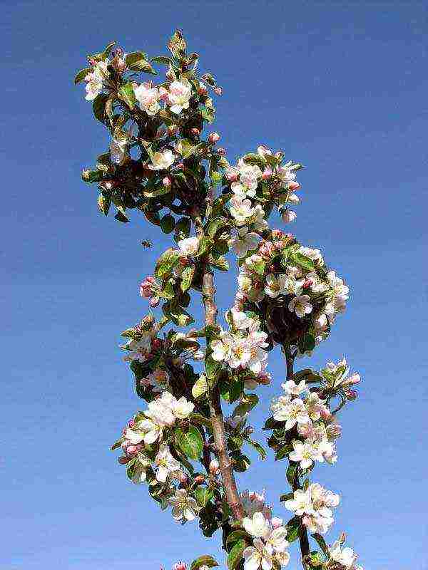 what sort of peaches can be grown in the suburbs