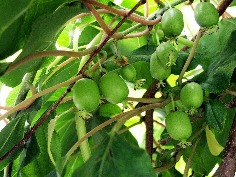 what sort of peaches can be grown in the suburbs