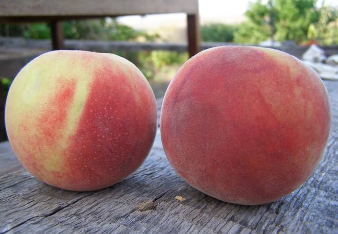 what sort of peaches can be grown in the suburbs