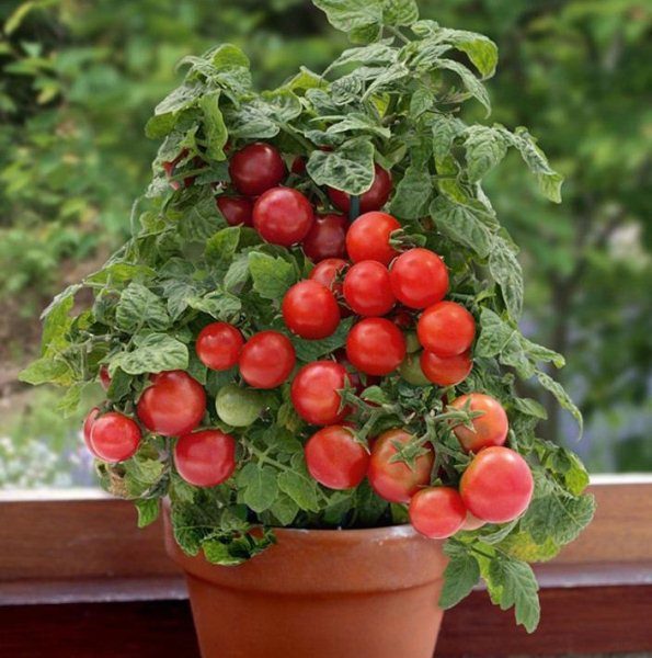 what kind of tomato can be grown on the windowsill