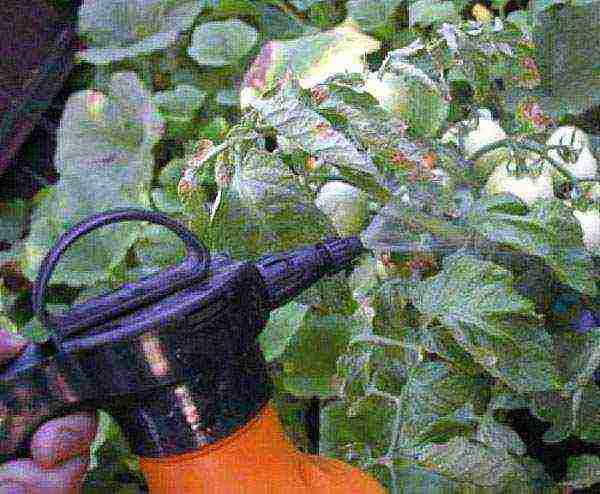 what kind of tomato can be grown on the windowsill