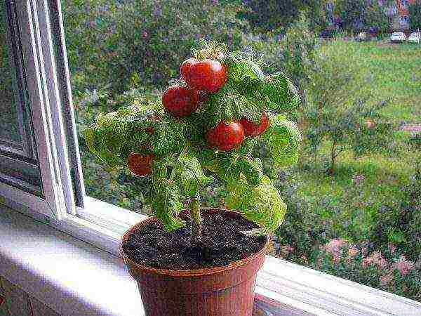 what kind of tomato can be grown on the windowsill