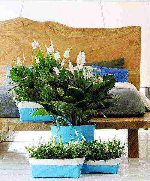 which variety of spathiphyllum is better