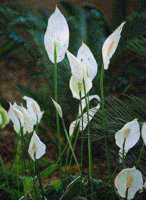 aling iba't ibang spathiphyllum ang mas mahusay