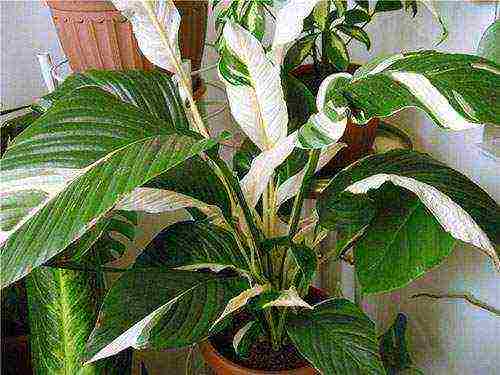 aling iba't ibang spathiphyllum ang mas mahusay