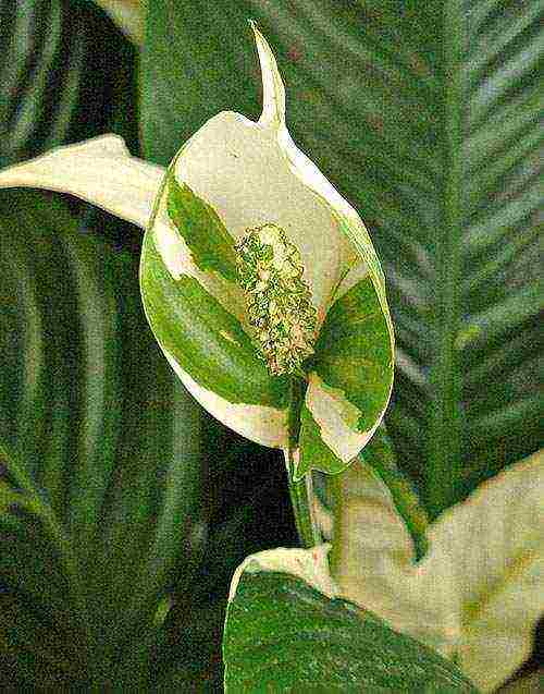 aling iba't ibang spathiphyllum ang mas mahusay