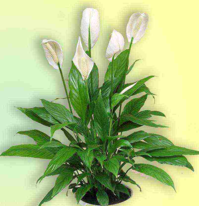 aling iba't ibang spathiphyllum ang mas mahusay