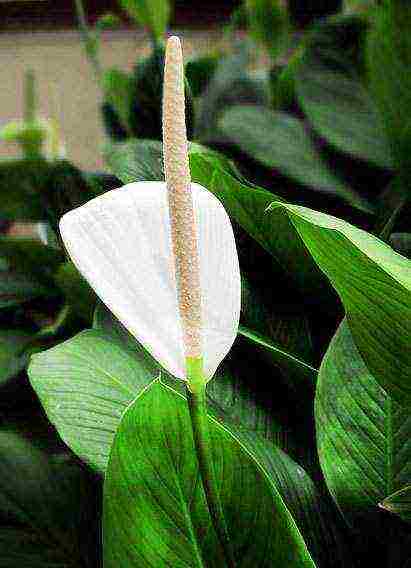 aling iba't ibang spathiphyllum ang mas mahusay