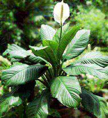 aling iba't ibang spathiphyllum ang mas mahusay