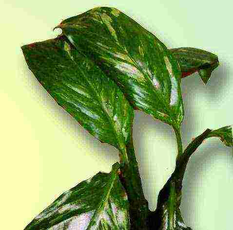 aling iba't ibang spathiphyllum ang mas mahusay