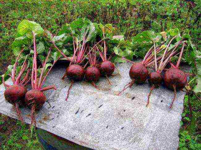 which variety of beets is better