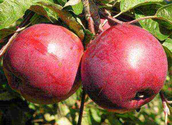 what kind of apple trees is good