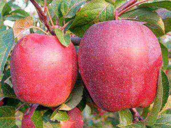 what kind of apple trees is good