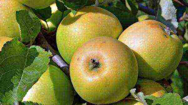 what kind of apple trees is good