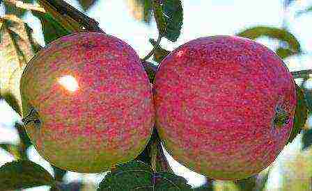 what kind of apple trees is good