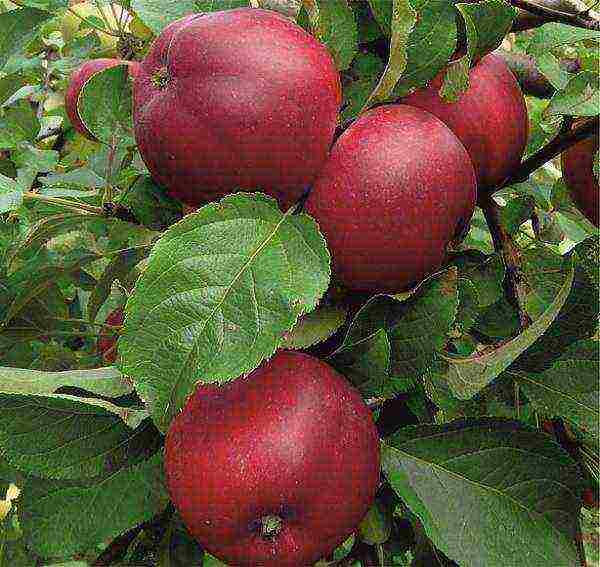 what kind of apple trees is good