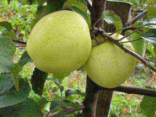 what kind of apple trees is good