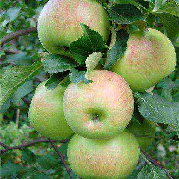 what kind of apple trees is good