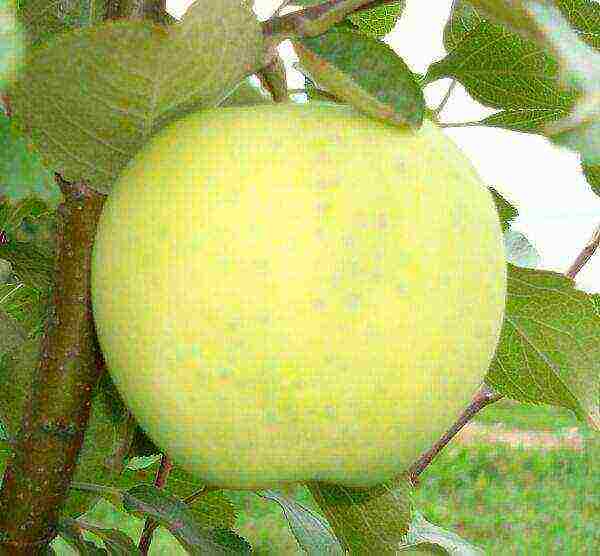 what kind of apple trees is good