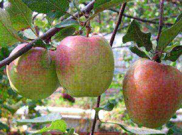 what kind of apple trees is good