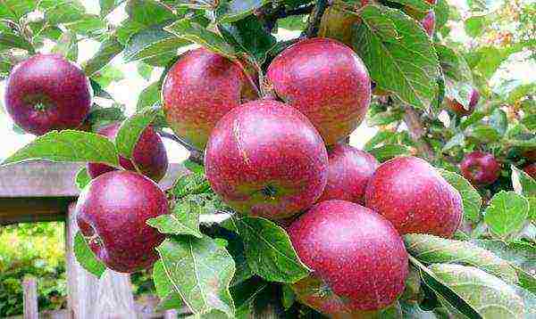 what kind of apple trees is good