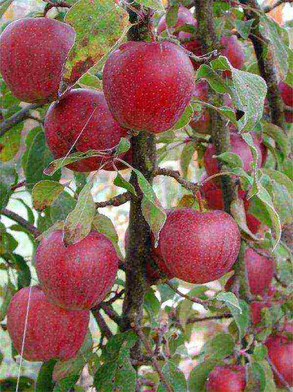 what kind of apple trees is good