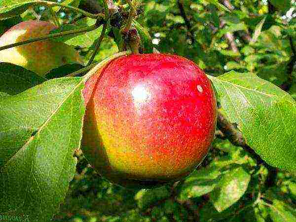 what kind of apple trees is good