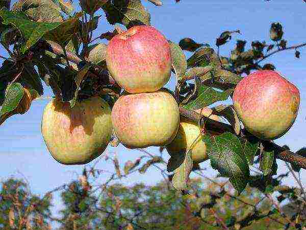 what kind of apple trees is good