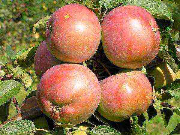 what kind of apple trees is good