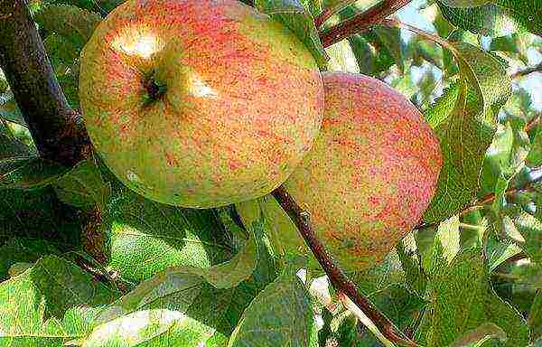 what kind of apple trees is good