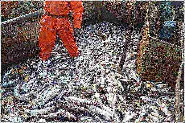 what sea fish are not artificially grown list