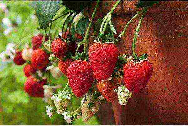 what kind of berry can be grown at home