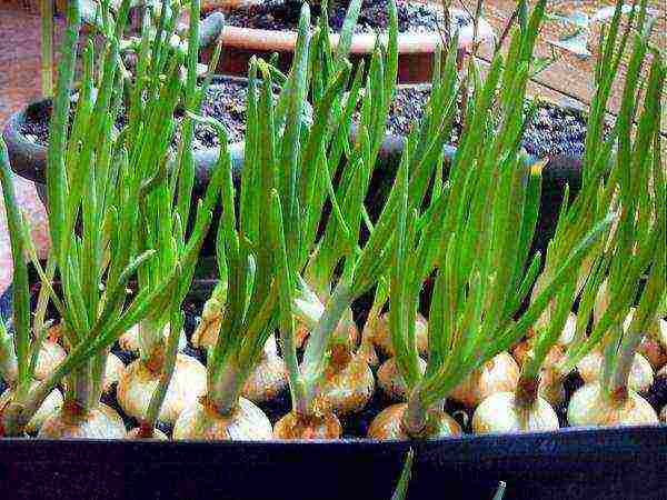 what greens can be grown on the windowsill in winter