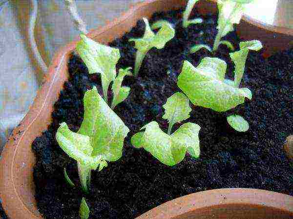 what greens can be grown on the windowsill in winter