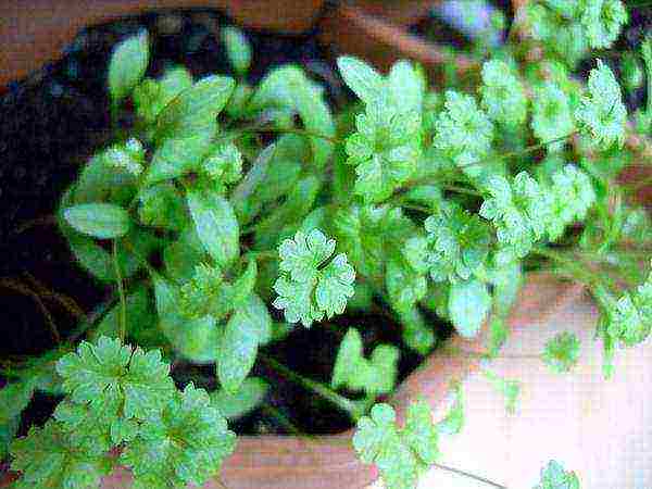 what greens can be grown on the windowsill in winter