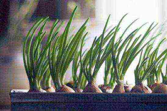 what greens can be grown on the windowsill in winter