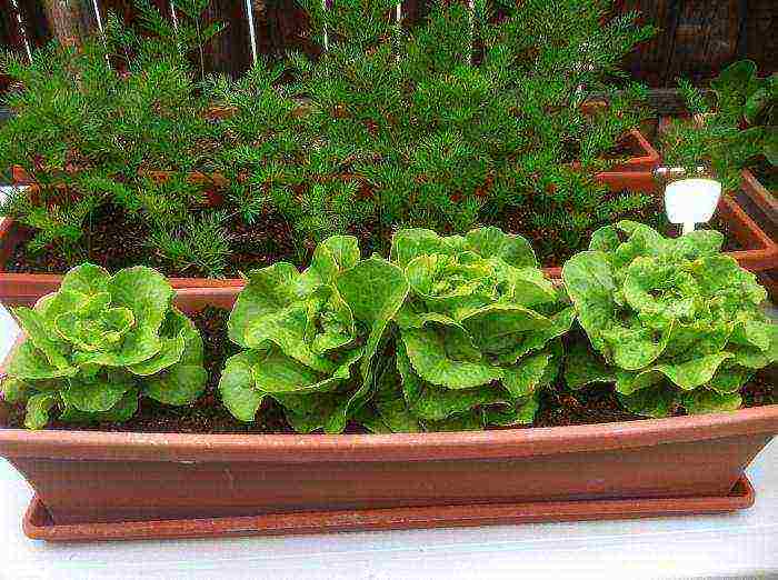 what greens can be grown on the windowsill in winter