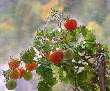 what greens can be grown on the windowsill in winter