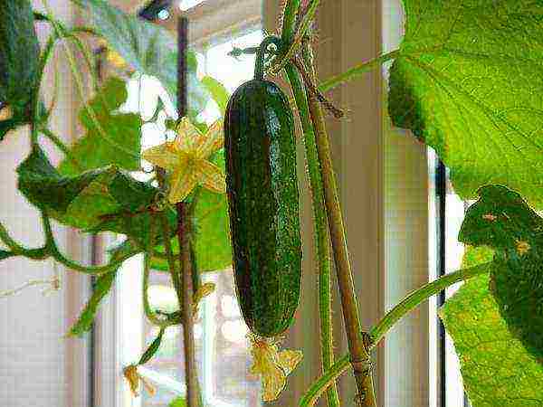 what greens can be grown on the windowsill in winter