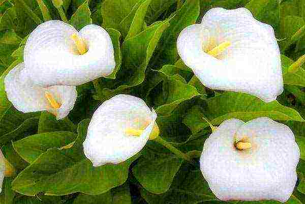 calla lilies planting and care in the open field in the Urals