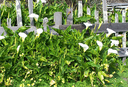 calla lilies planting and care in the open field in the Urals