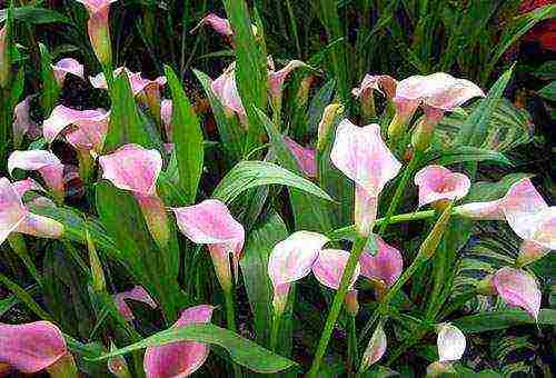 calla lilies planting and care in the open field in the Urals