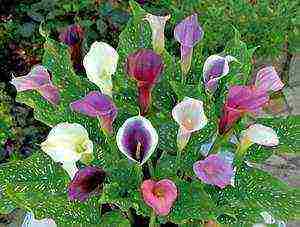 calla lilies planting and care in the open field in the Urals