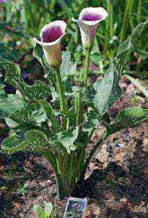 calla lilies planting and care in the open field in the Urals